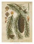 Vintage Conifers I