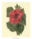 Chinese Rose Mallow