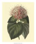 Fragrant Clerodendron