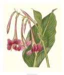 Tropical Indian Reed