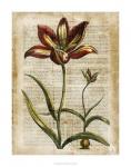 Antiquarian Tulips I