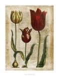 Antiquarian Tulips II