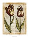Antiquarian Tulips III