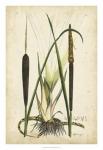 Antique Cattail I