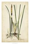 Antique Cattail II