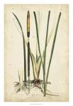 Antique Cattail II