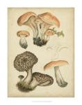 Antique Mushrooms I