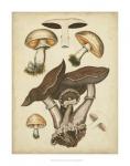 Antique Mushrooms II