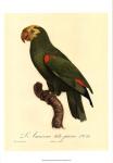 Barraband Parrot, PL 86