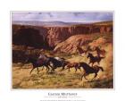 Canyon Mustangs
