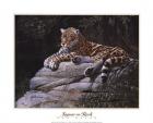 Jaguar on Rock