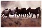 Grassland Herd