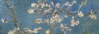 Almond Blossom