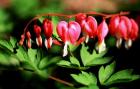 Bleeding Heart