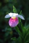 Lady Slipper