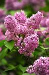 Lilacs