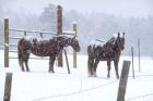 Snowy Corral