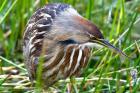 American Bittern