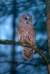 Barred Owl