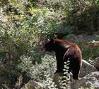 Black Bear