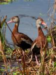 Black Bellied Whistling Duck