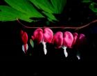 Bleeding Heart