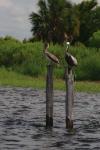 Brown Pelicans