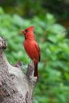 Cardinal