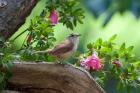 Carolina Wren