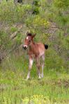 Corolla Colt