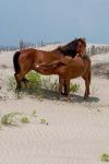 Corolla Mare and Yearling