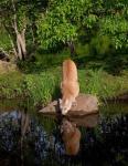 Cougar Drinking