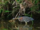 Green Heron