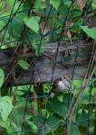 House Wren