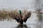 Mallard