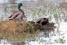 Mallards Freaking Squater