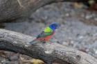 Painted Bunting