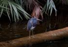 Tricolored Heron