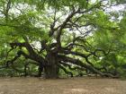 Angel Oak Tree