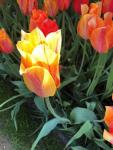 Tulip Time