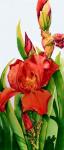 Red Iris