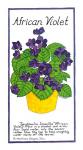 African Violet