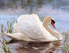 Swan