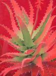 Red Agave