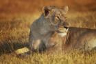 Lioness Sunning