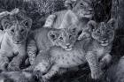 Lion Cub Family