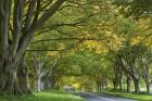 Canopy of Trees