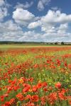 Poppy Field