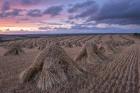 Hay Stacks