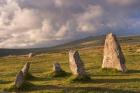 Stone Crops